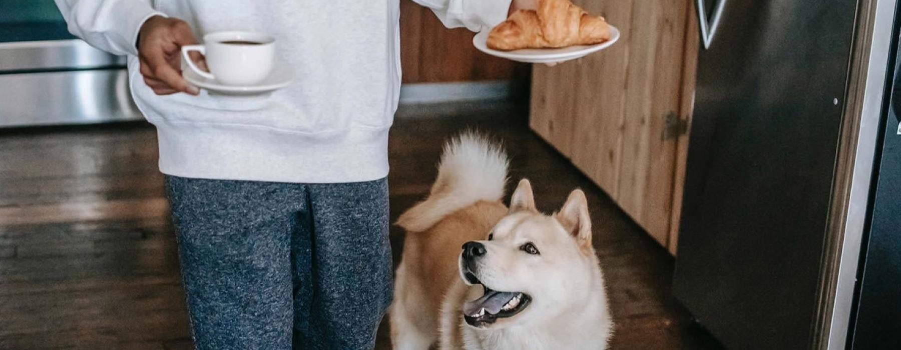 a dog and a person holding a plate of food